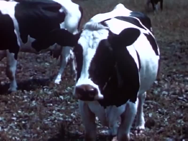 Holstein Herd