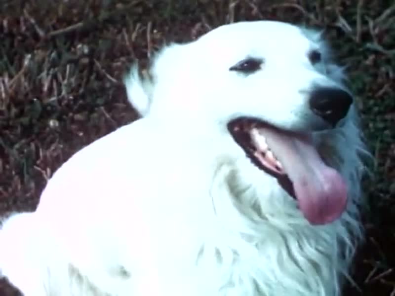 Farm Dog