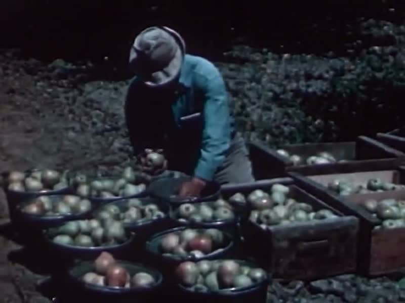 Produce Sorter
