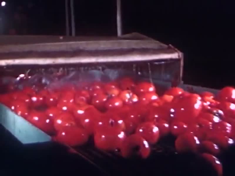 Tomato Wash