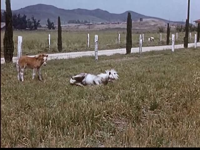 Foal in the Pasture