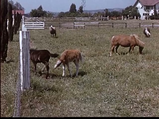 Grazing Foals
