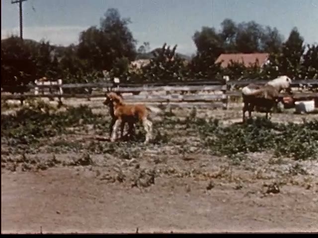 Paddock Ponies