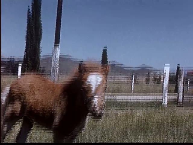 Foal Close-Up
