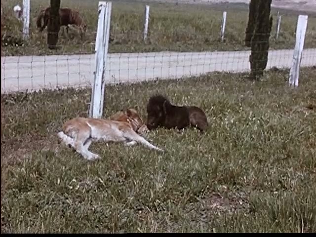 Resting Foals
