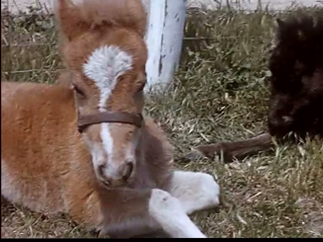 Foals Up Close