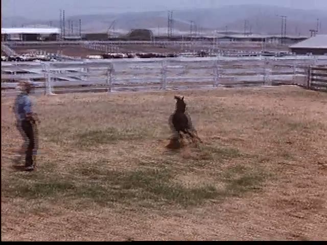 Pony in the Pen