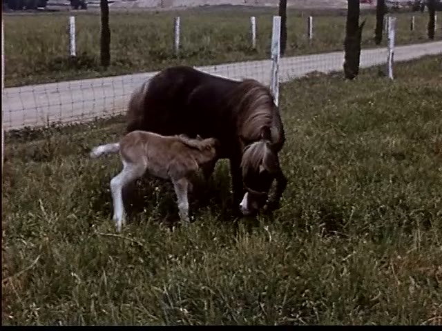 Mare and Foal