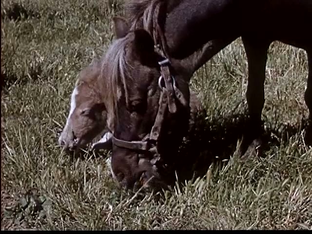 Foals at Rest