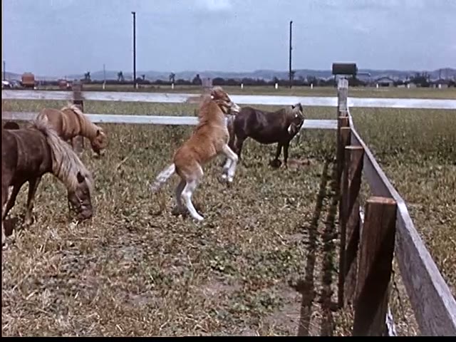 Ponies in the Paddock